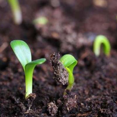 植物土壤肥效檢測