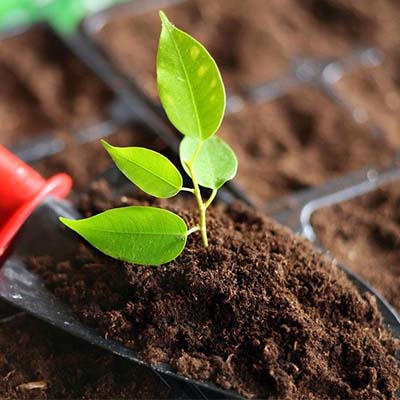 植物土壤肥效檢測