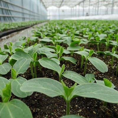 植物土壤肥效檢測